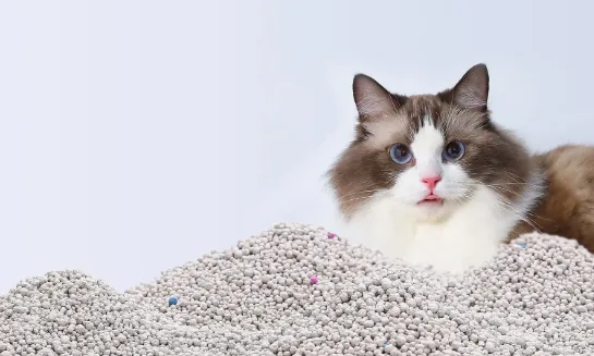 Ragdoll cat beside a mound of gray cat litter granules