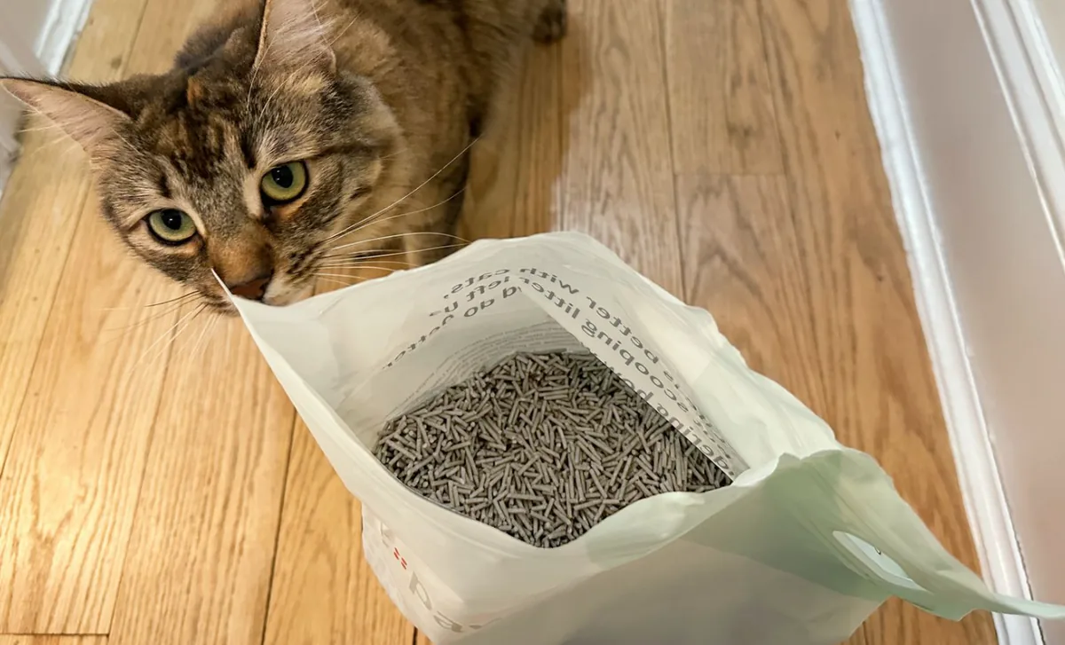 Cat inspecting an open bag of pellet cat litter
